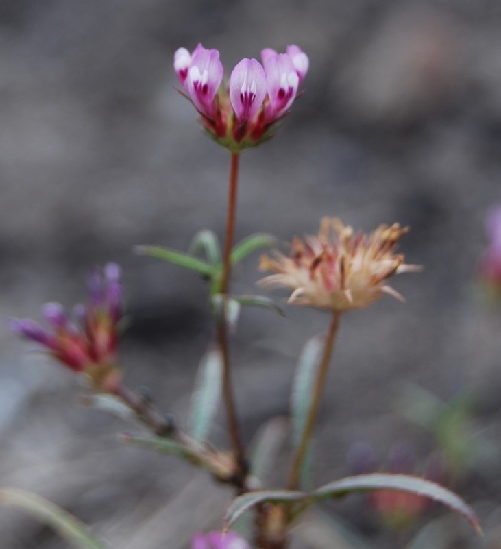 trifolium-wildenovii-29may2014-14 trifolium-wildenovii-29may2014-14