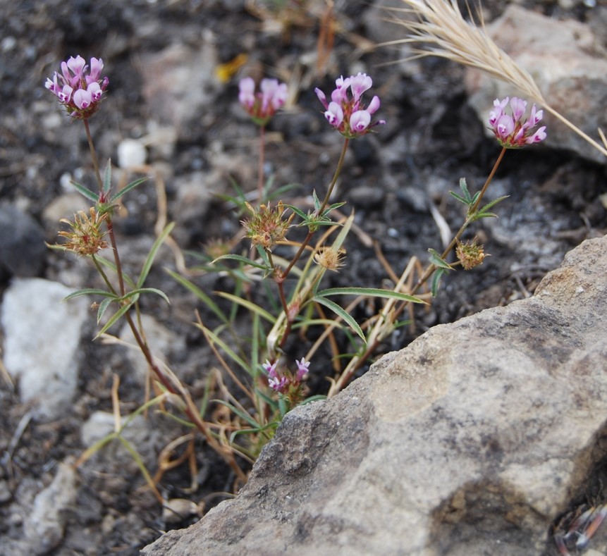 trifolium-wildenovii-29may2014-8 trifolium-wildenovii-29may2014-8