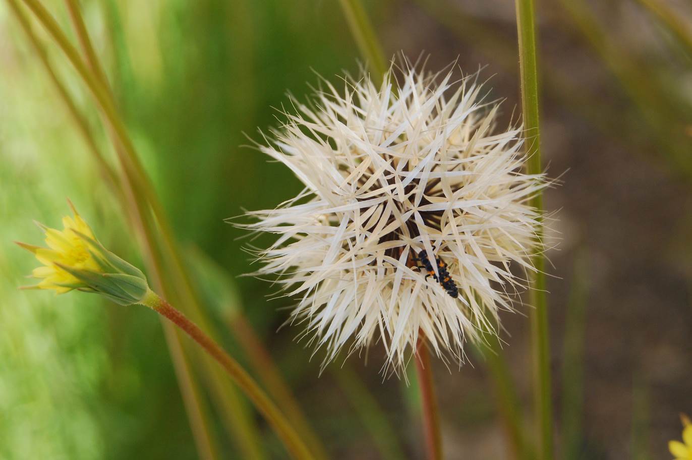 uropappus-lindleyi-4apr2013-3