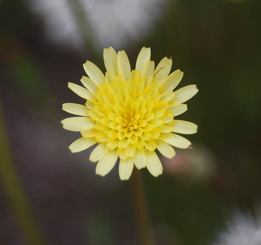uropappus-lindleyi-5apr2013-20