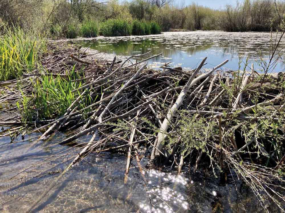 A beaver dam A beaver dam