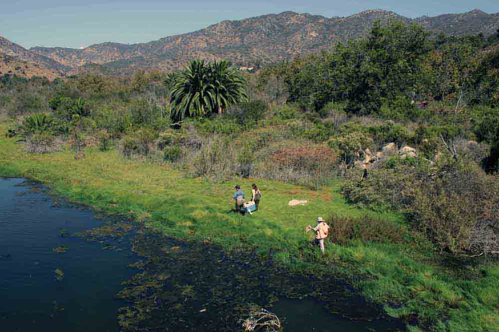 CSUCI Lecturer Brenton Spies, in blue, helps carry a cooler filled with tidewater gobies to the Malibu Lagoon. CSUCI Lecturer Brenton Spies, in blue, helps carry a cooler filled with tidewater gobies to the Malibu Lagoon.