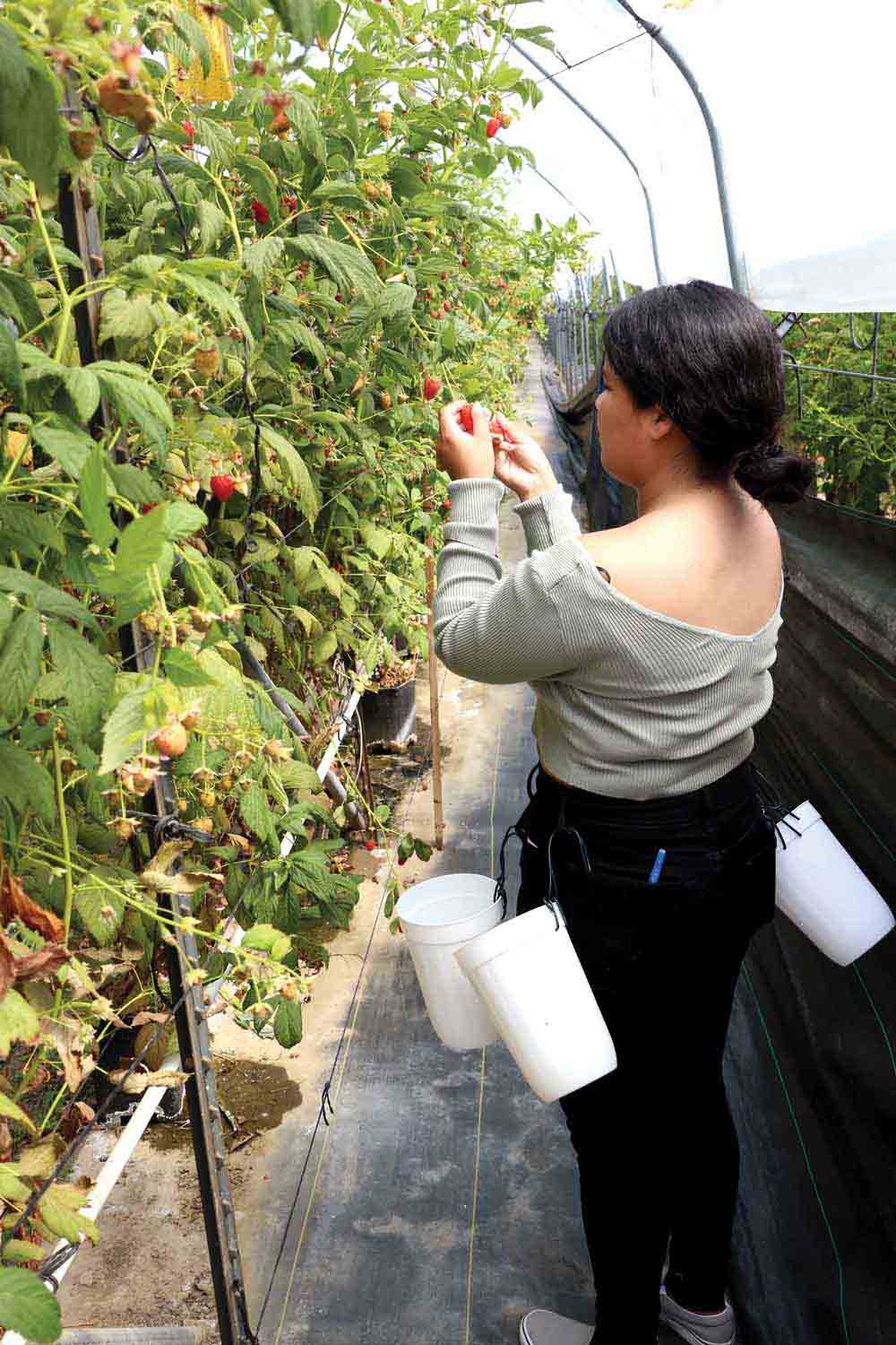 Vicky Ortega ‘23, B.A. Sociology, picks raspberries at Lennox Ranch Vicky Ortega ‘23, B.A. Sociology, picks raspberries at Lennox Ranch