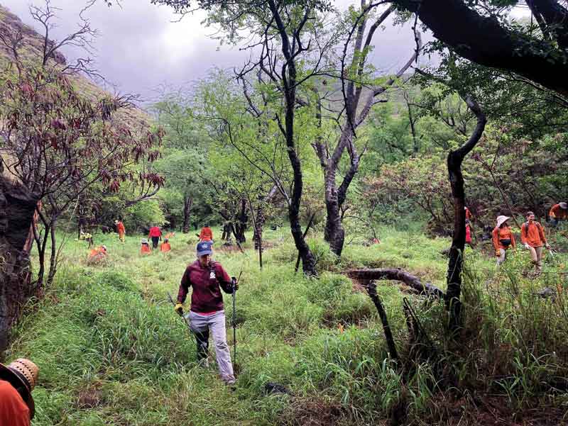 forest cleanup