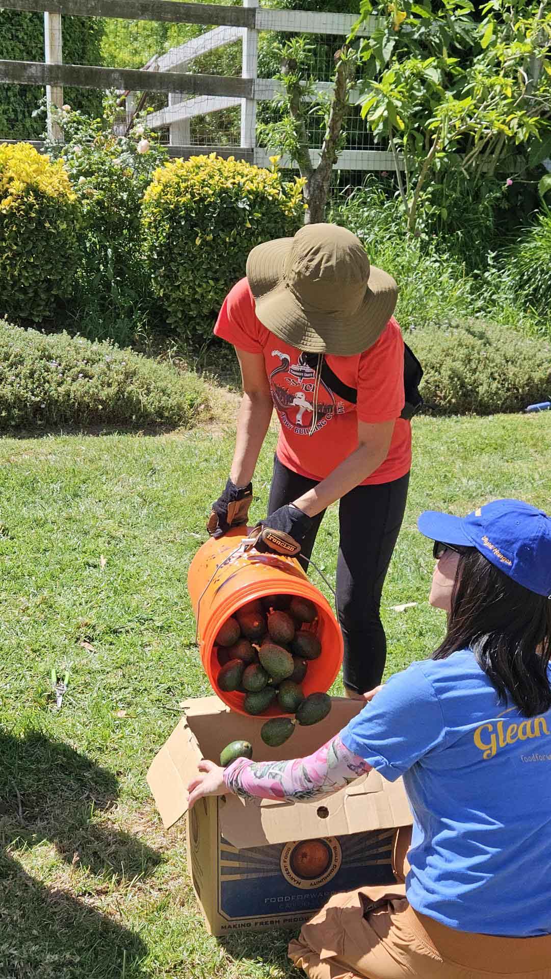 Photo of Jinge Mitchell pouring avocados into a box