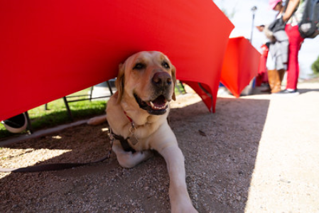 Doc, campus therapy dog under table at resource fair